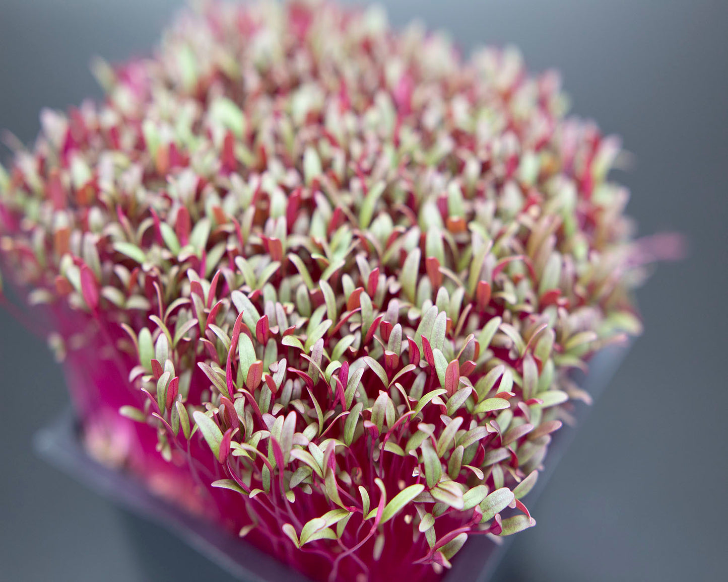 Red Garnet Amaranth