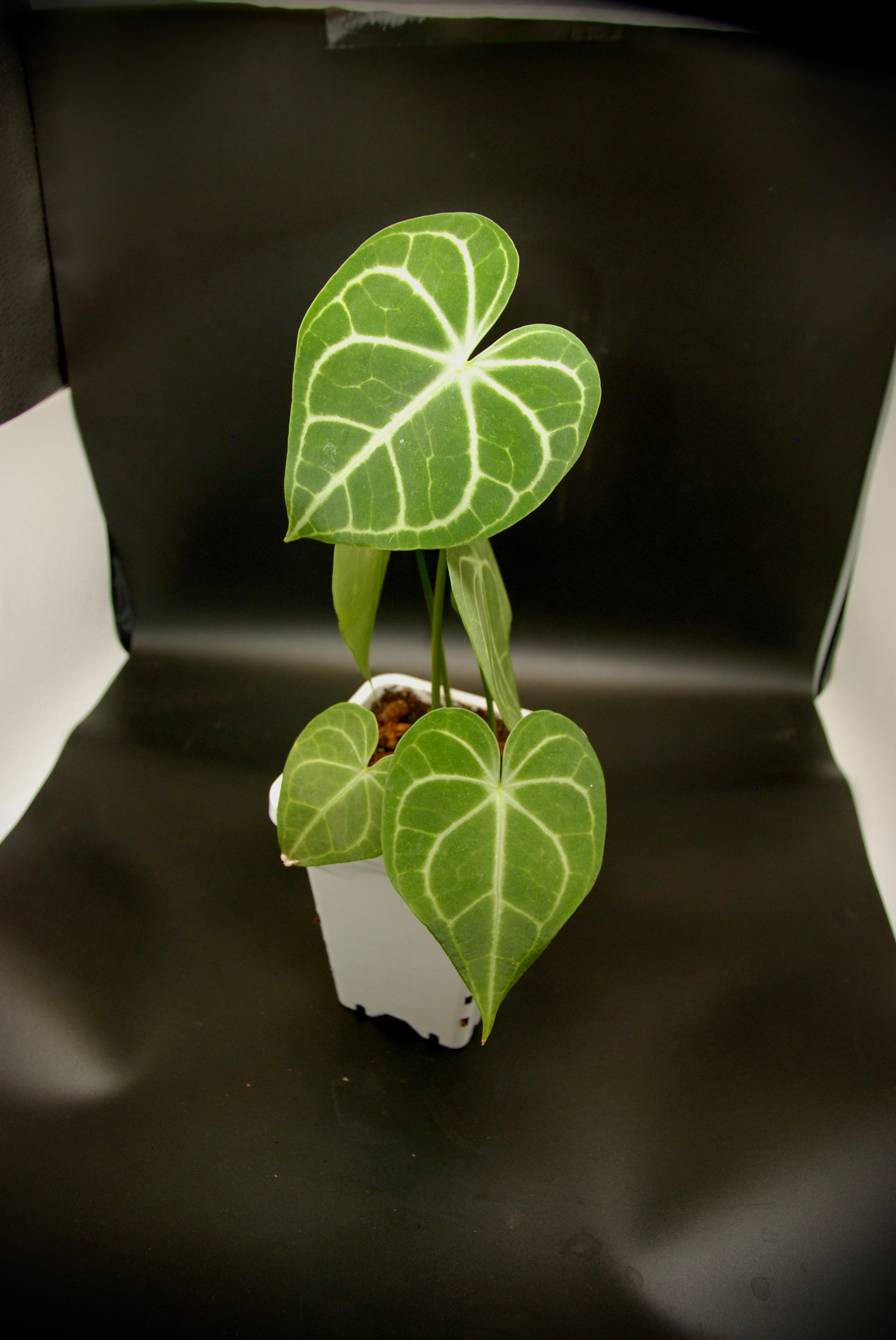 Anthurium Clarinervium