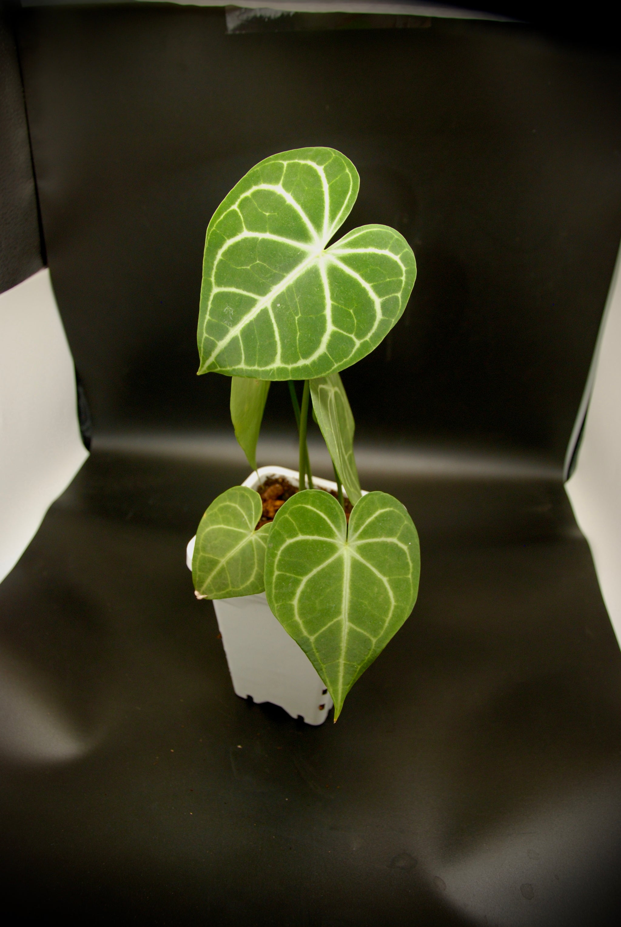 Anthurium Clarinervium