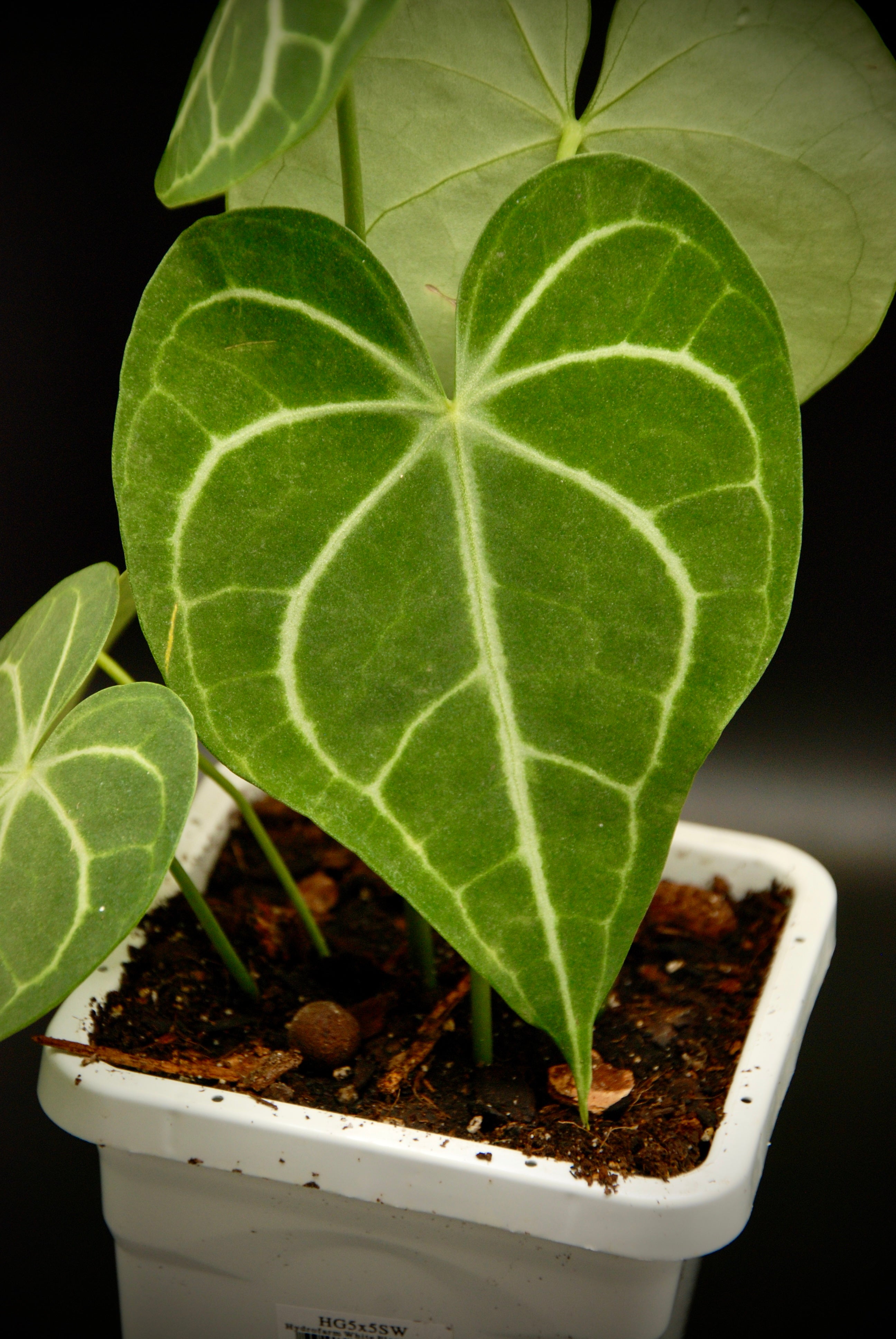 Anthurium Clarinervium