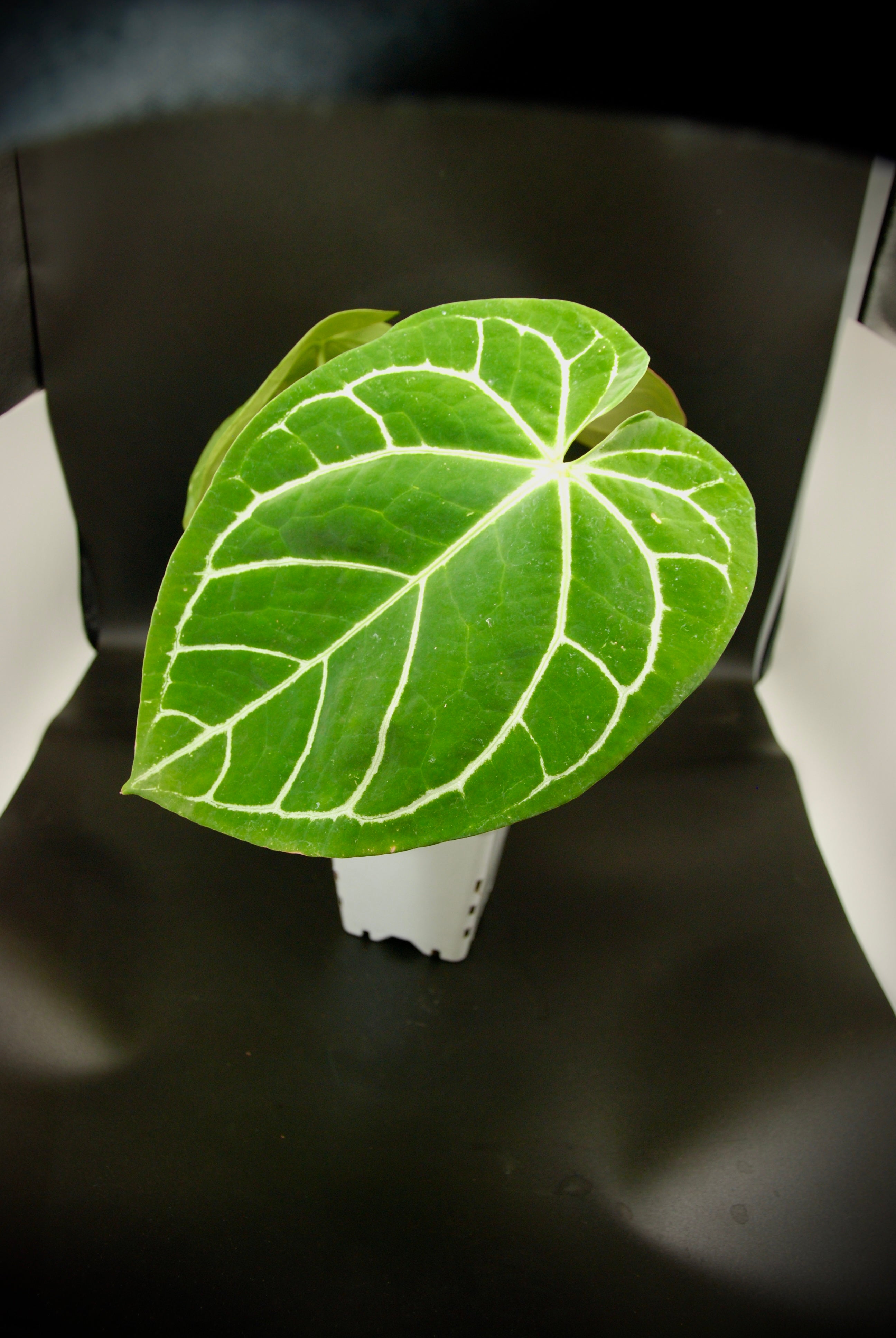 Anthurium Crystallinum