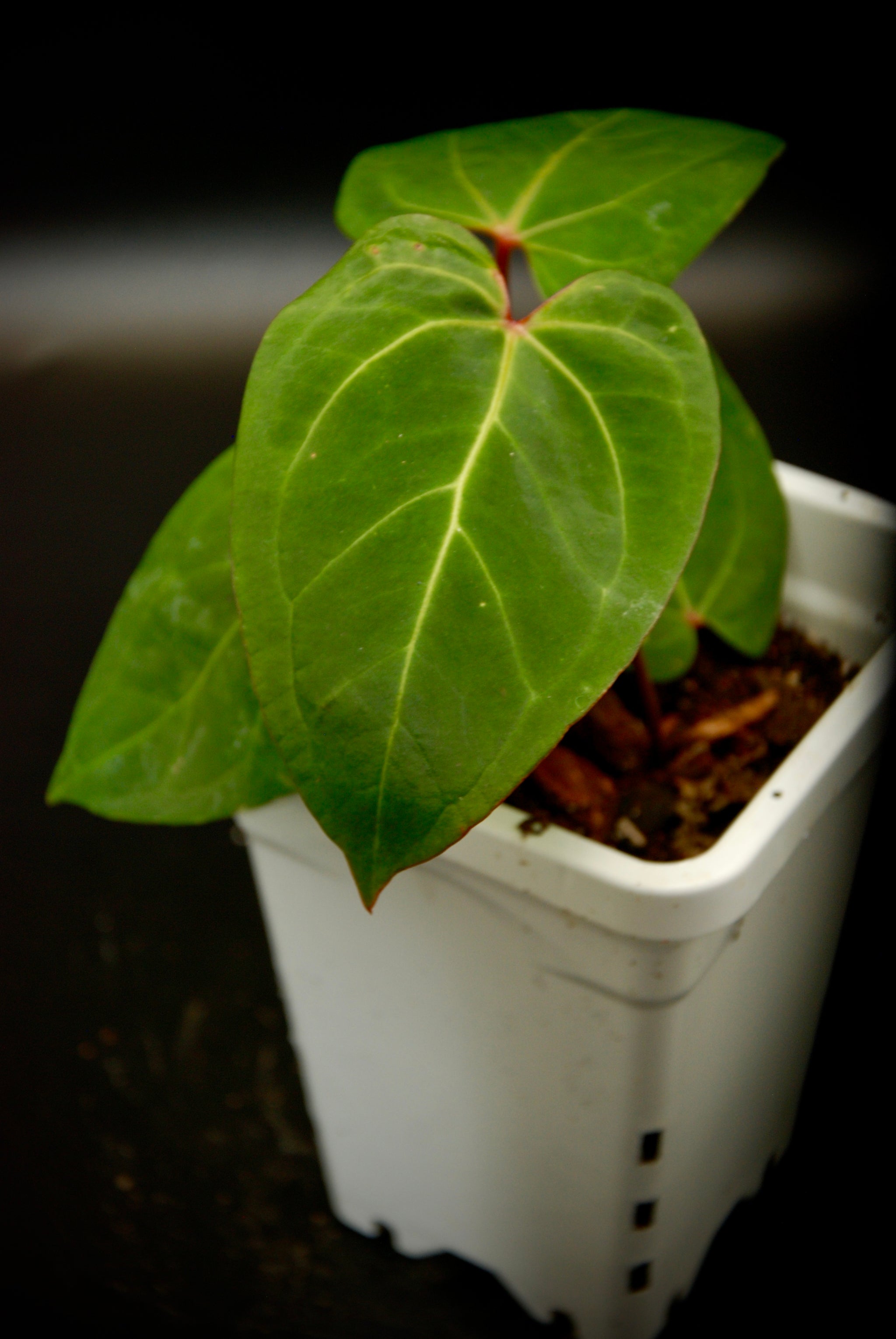 Red Stem Papillilaminum