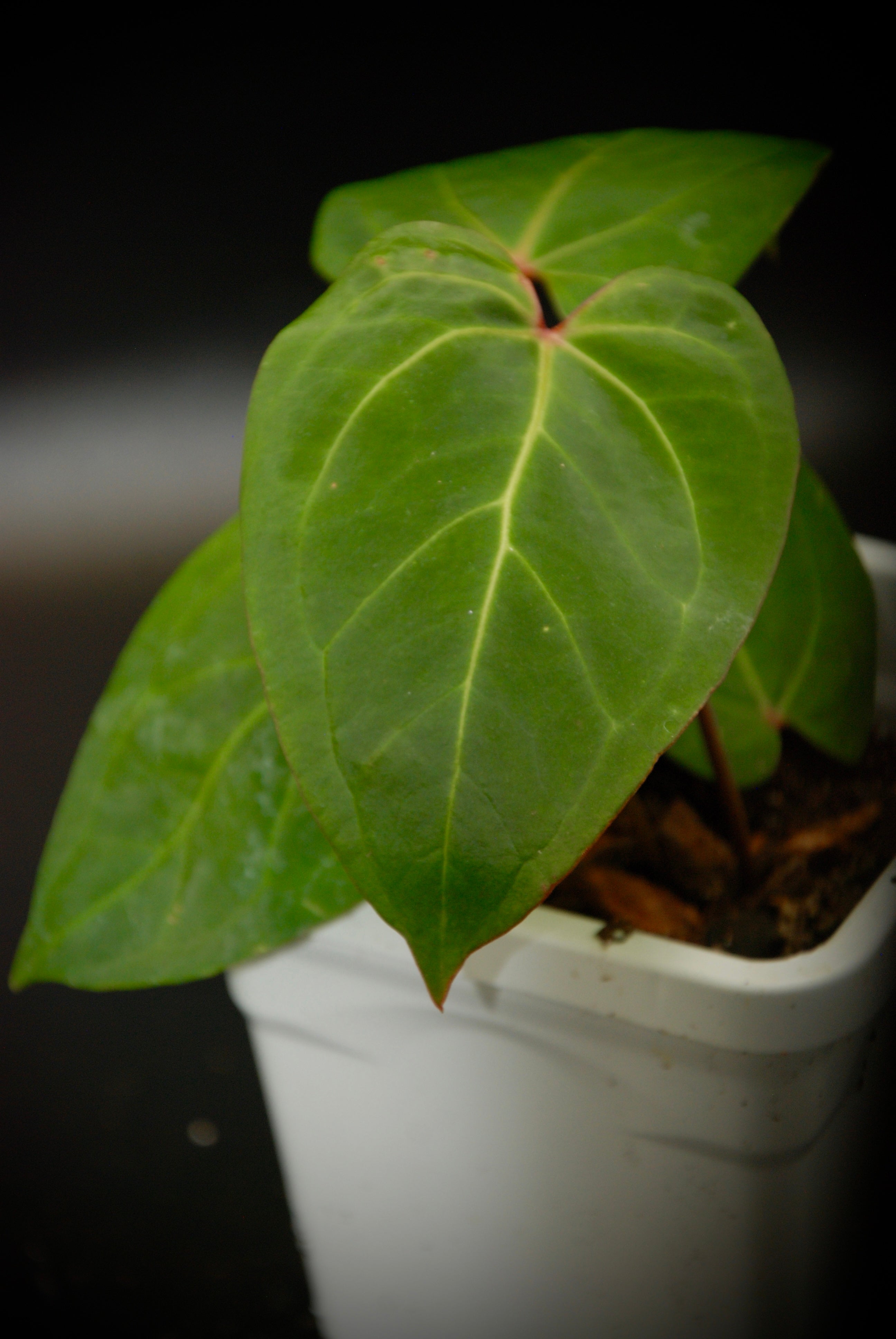 Red Stem Papillilaminum